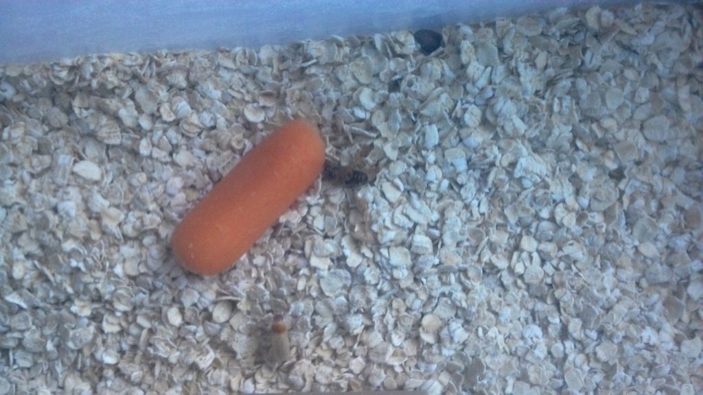 image of newly emerged adult darkling beetle